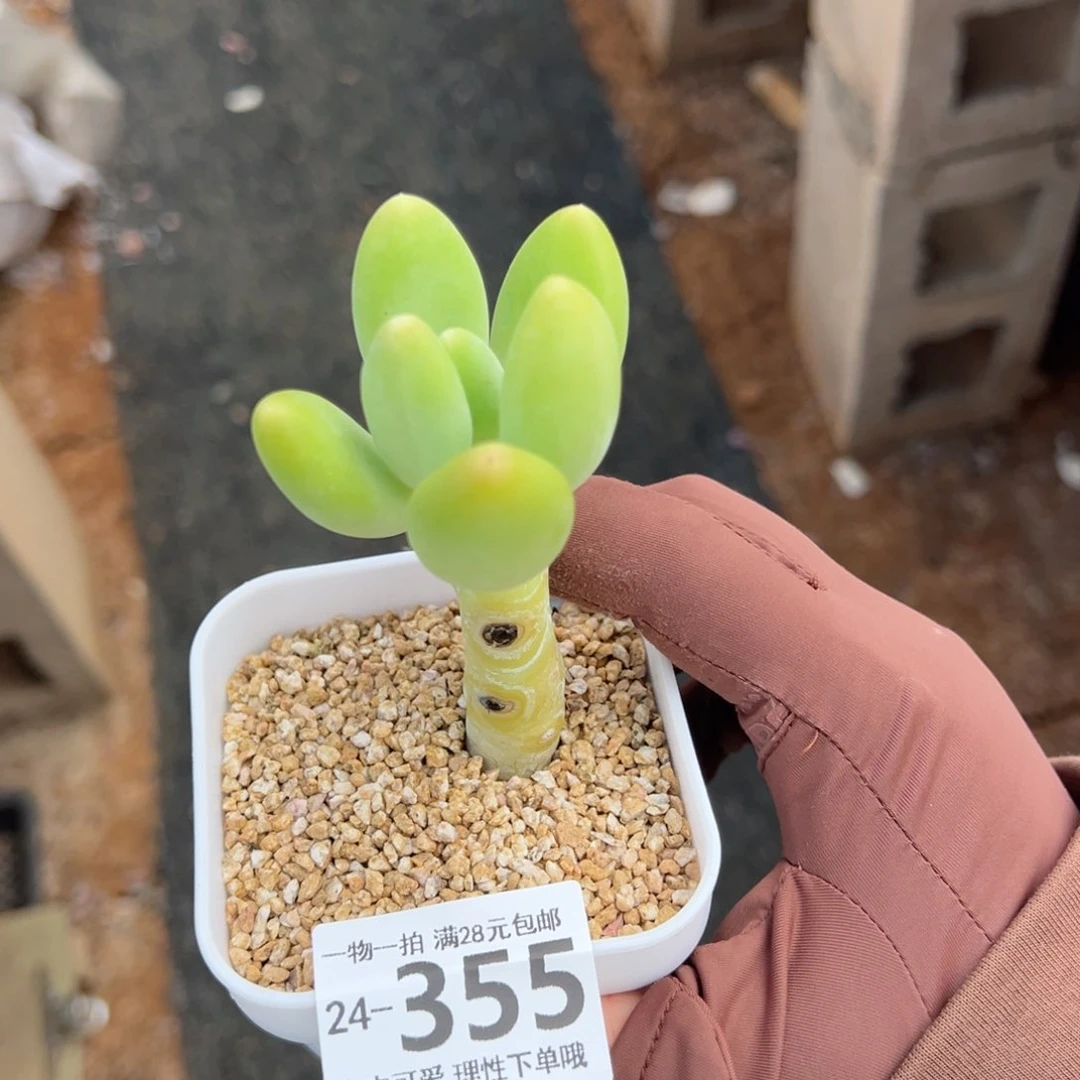 金蟾多肉多肉多肉多肉