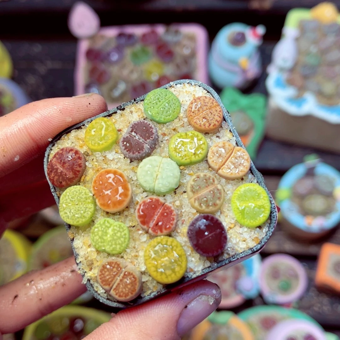 190生石花带盆发1