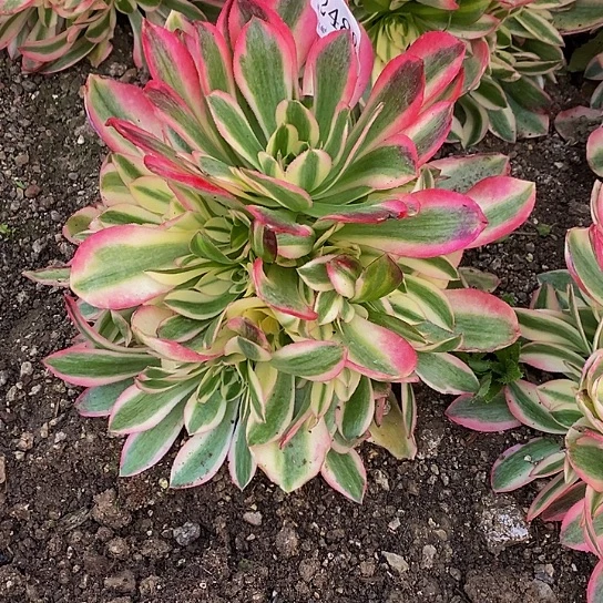 2488女巫多肉法师锦