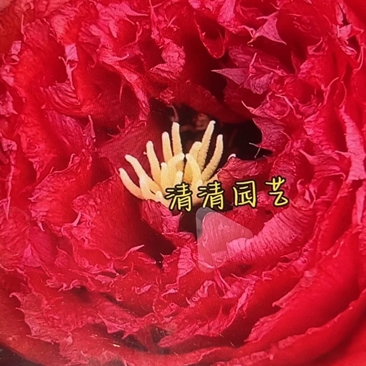 清清红双喜根瑕疵尺寸5左右