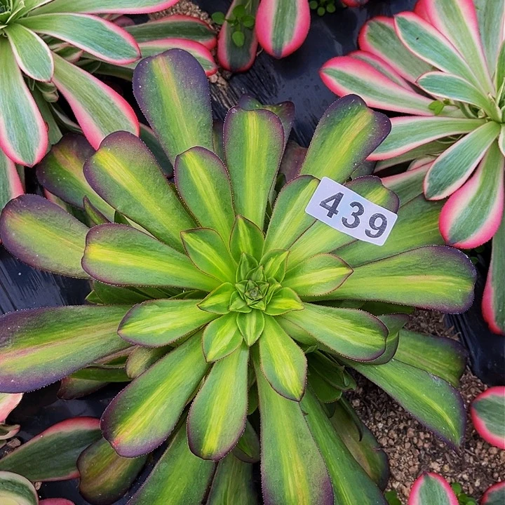 439花纳多肉植物处理不售后