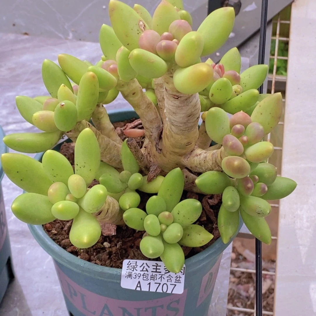 芒果奶老桩16cm1707多肉酱