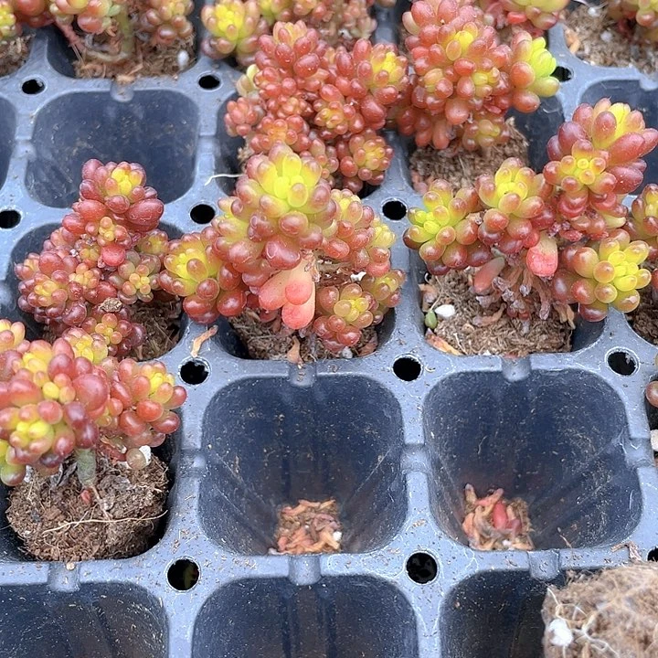 小浆果1元带土发