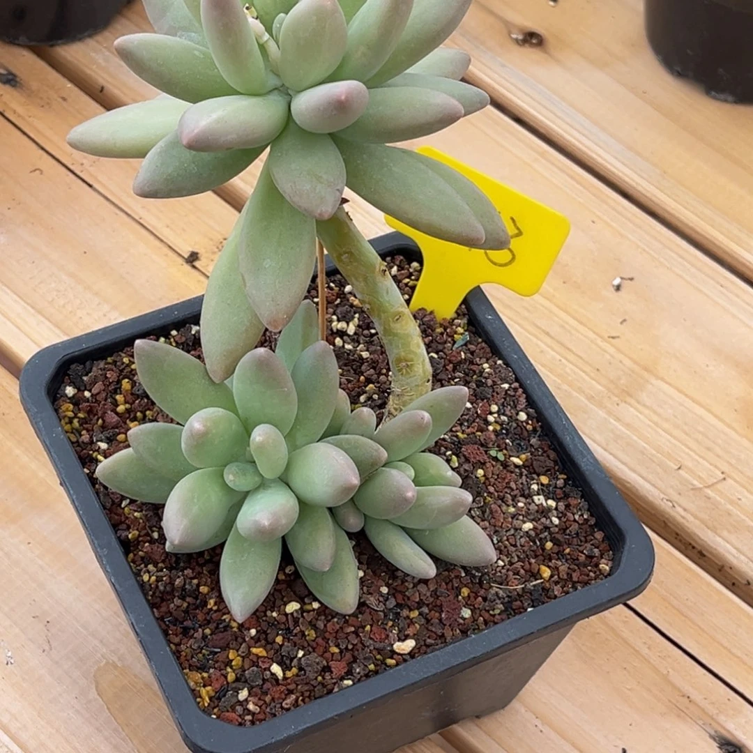 三***姐6243号上午多肉植物群生多肉