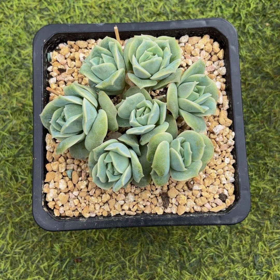 简***福可爱玫瑰多肉植物寄养