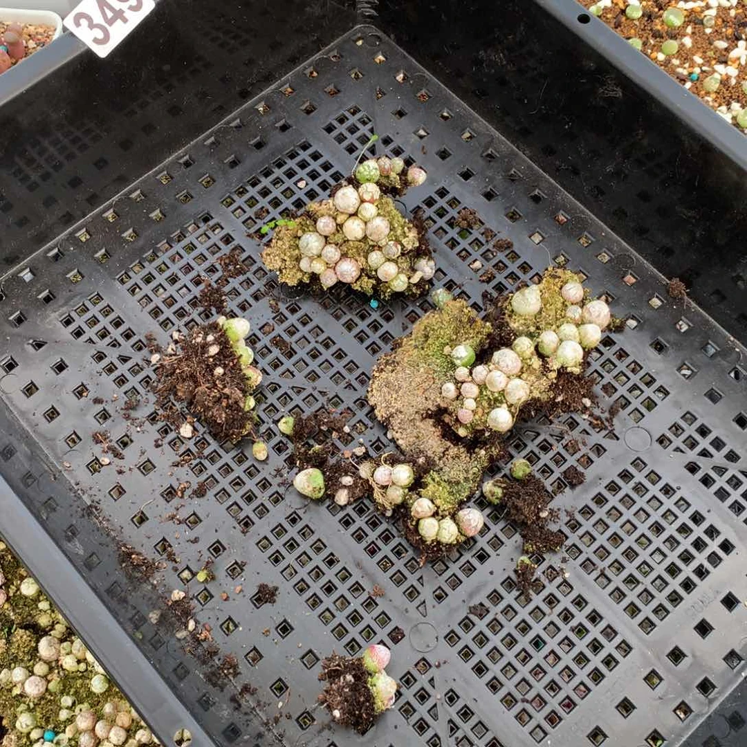 我****e349灯泡切糕一组