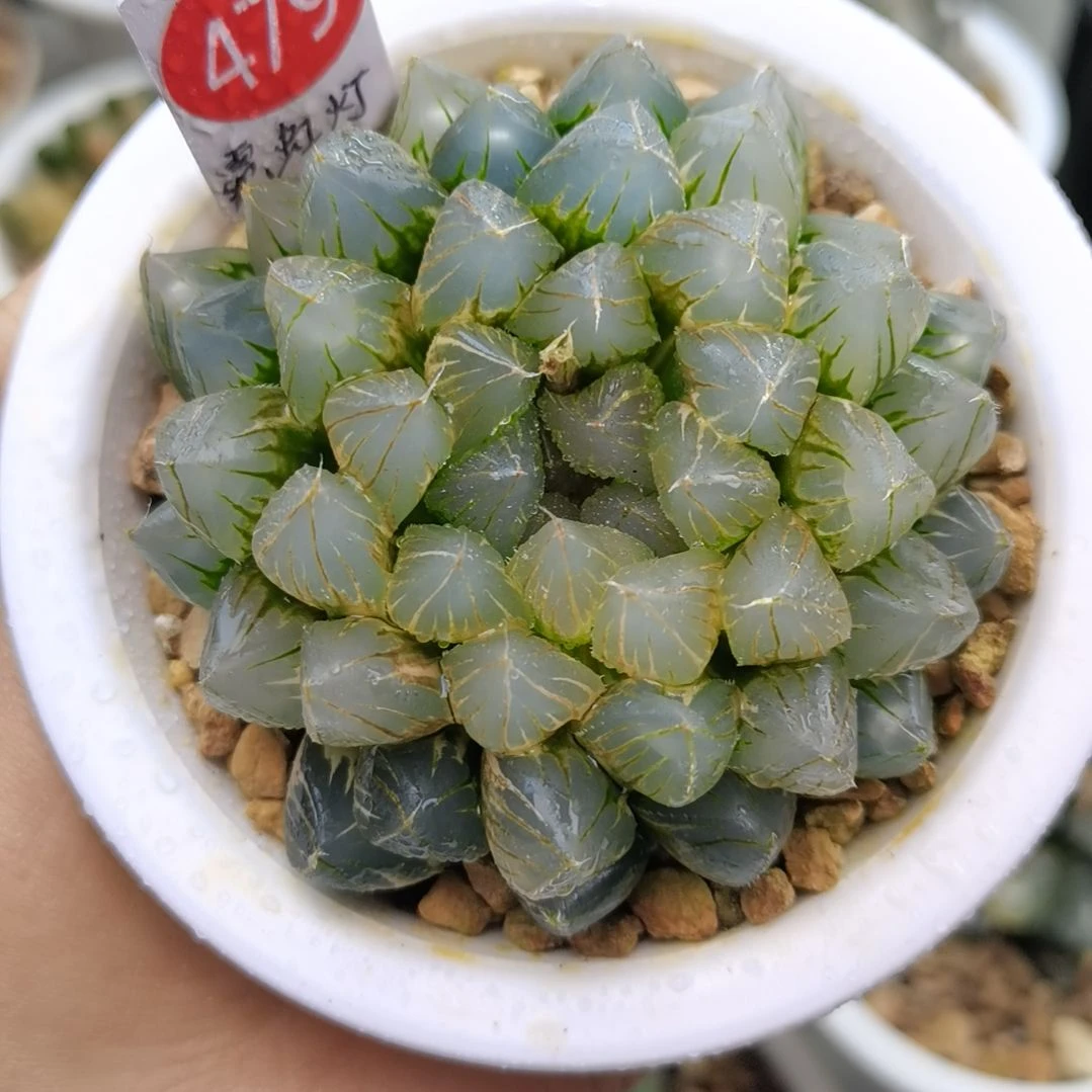 479号霓虹灯一物一拍带盆土发货