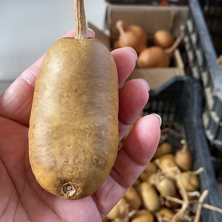 a*酱s d h fi od s j d b d