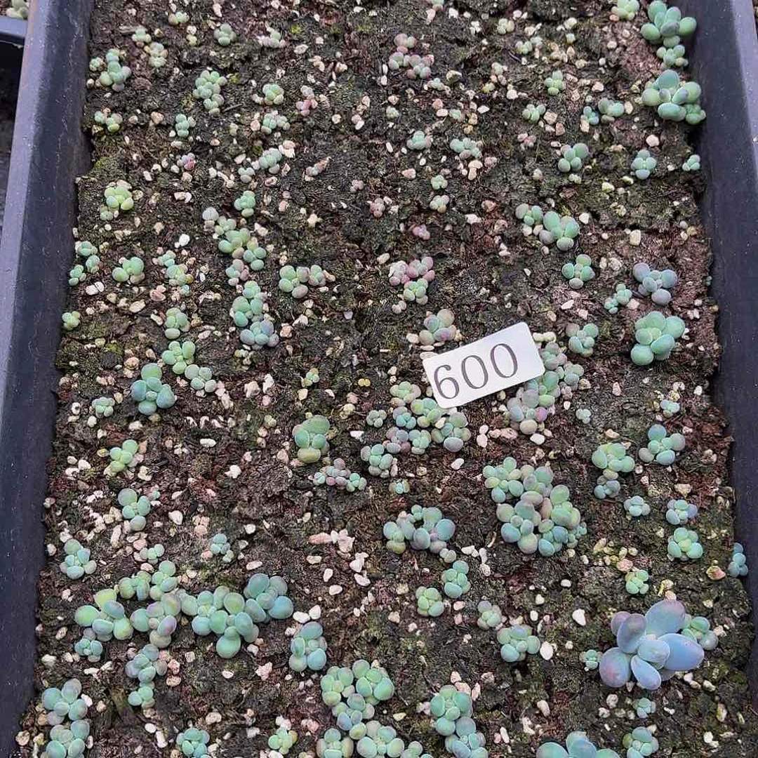多肉植物多肉植物600