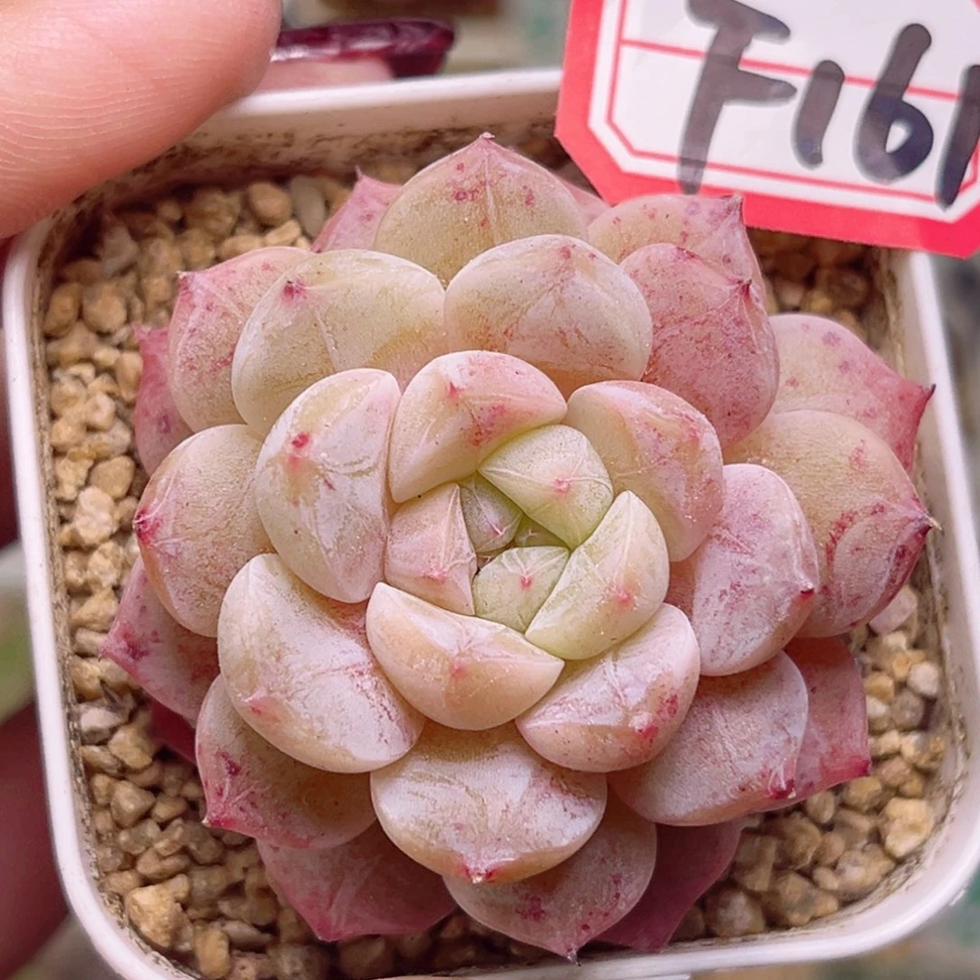 F161一物一拍 杏花村