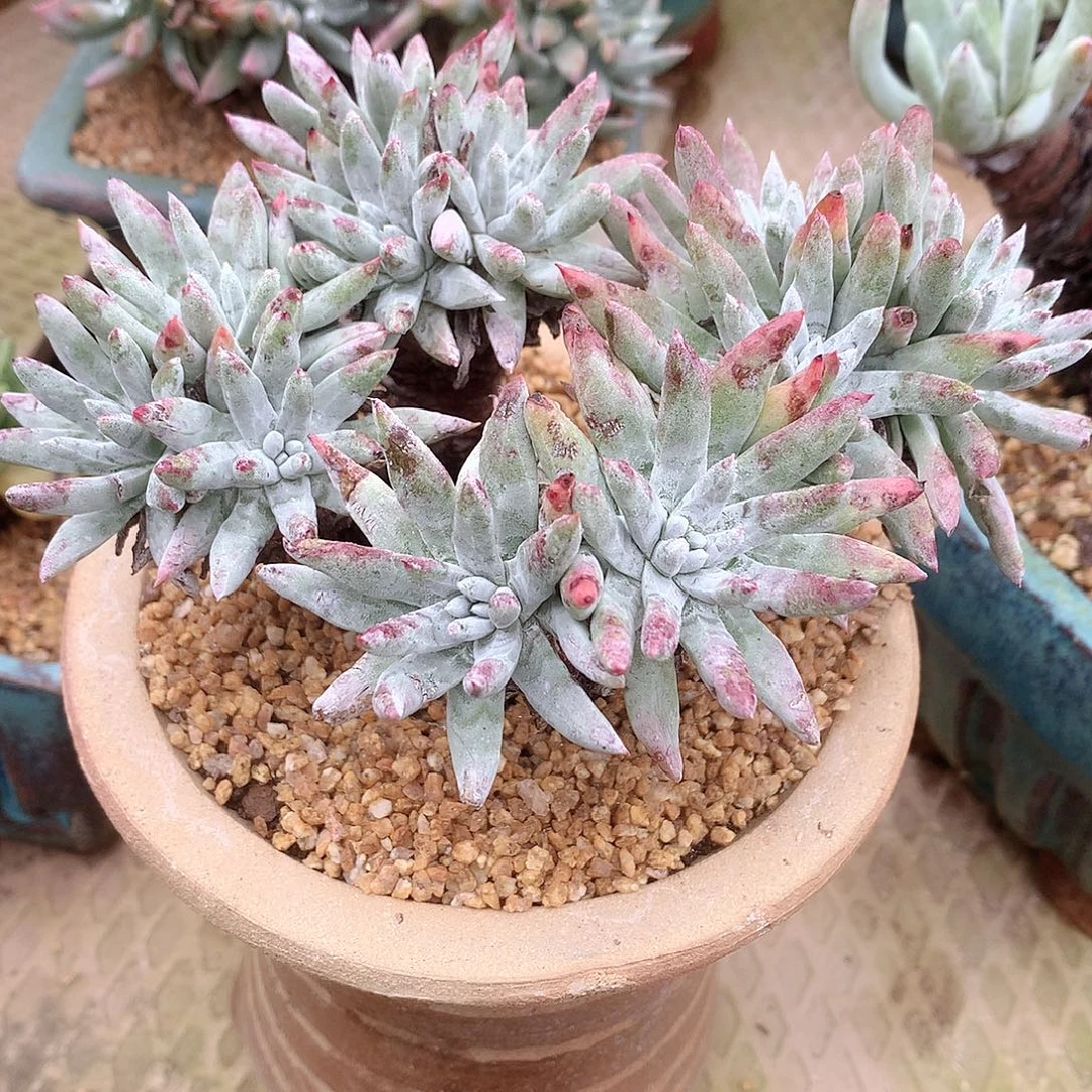 9238海瑟白菊仙女杯