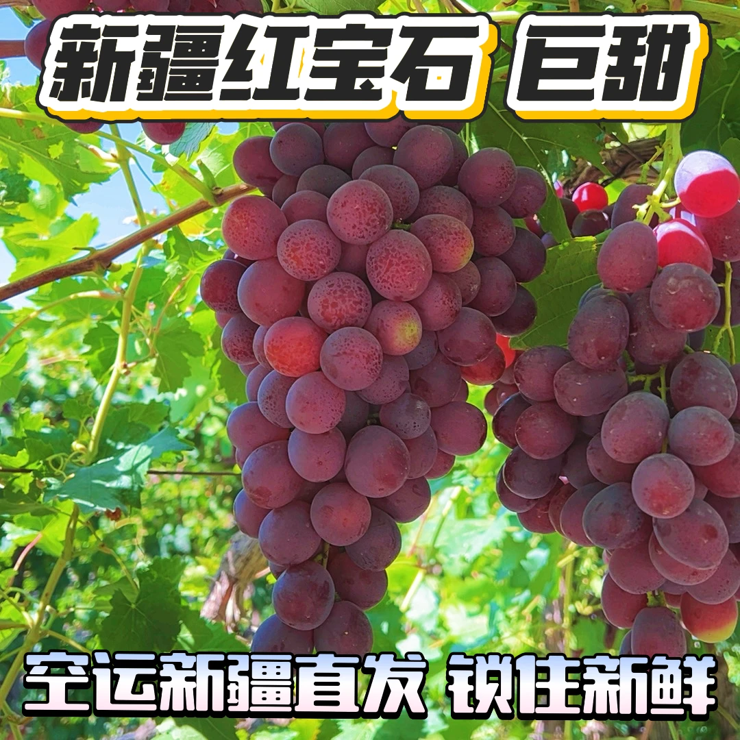 【基地空运直发】新疆红宝石全球红葡萄冷链现采摘现发产地直发JJ