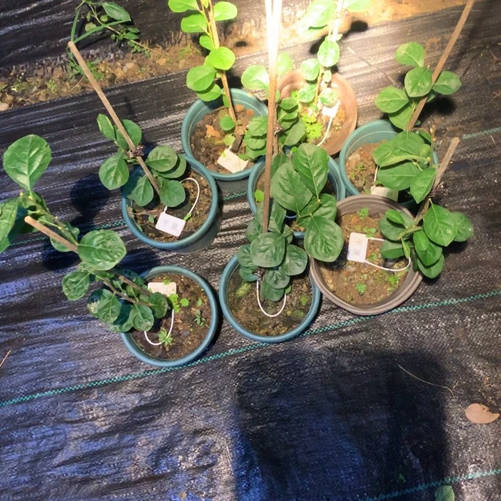 完全开放平泉嫁接苗28.8