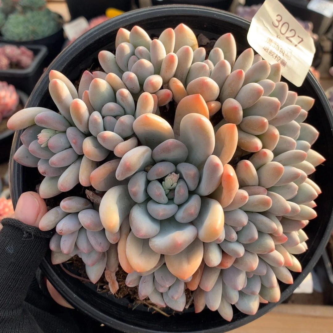 15厘米13头无砍香水多肉3027