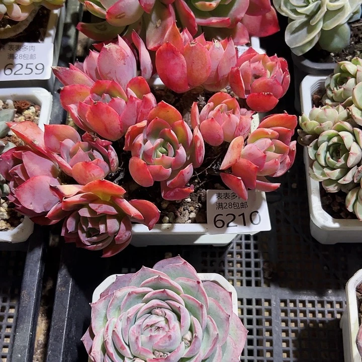 9号曦*我们的确是一6210