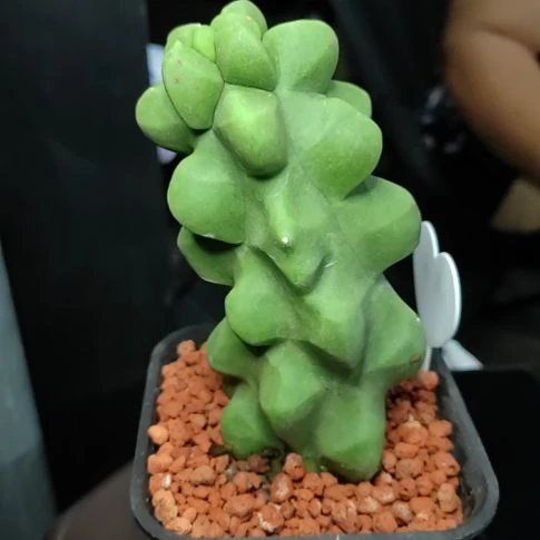 袁***伟上帝阁高度15厘米