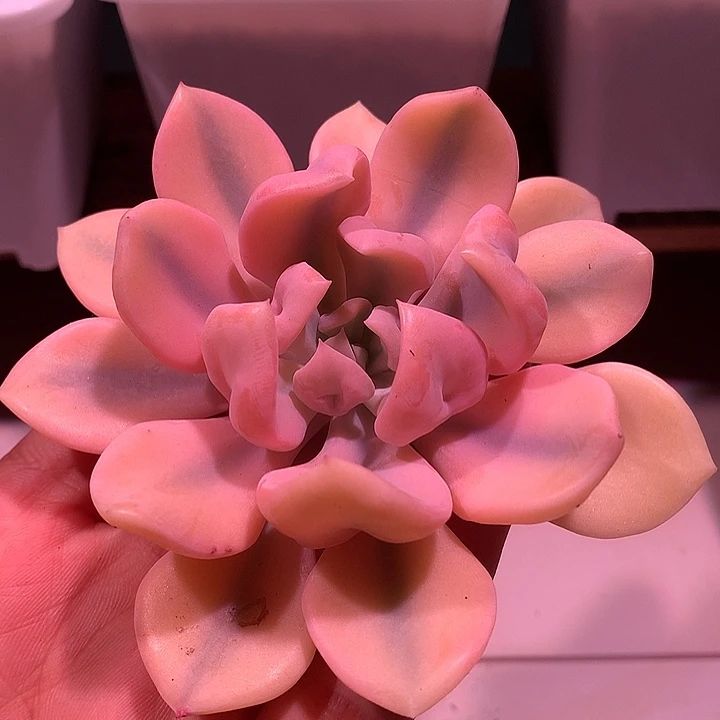 丘比特锦锦锦锦锦