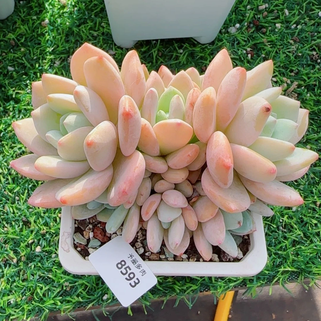 冷香无砍，8593多肉植物