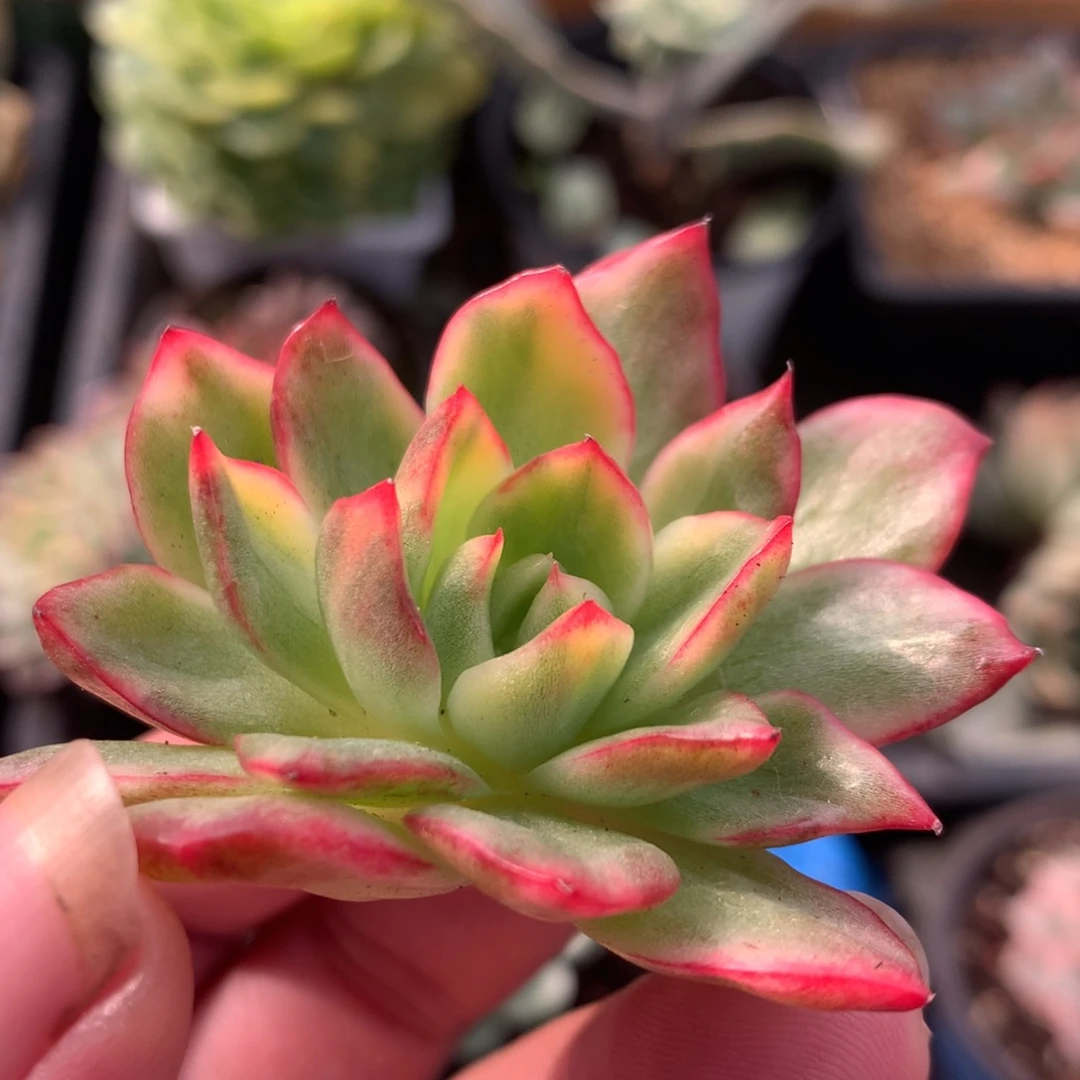 火焰东云杂锦锦锦锦锦锦锦锦