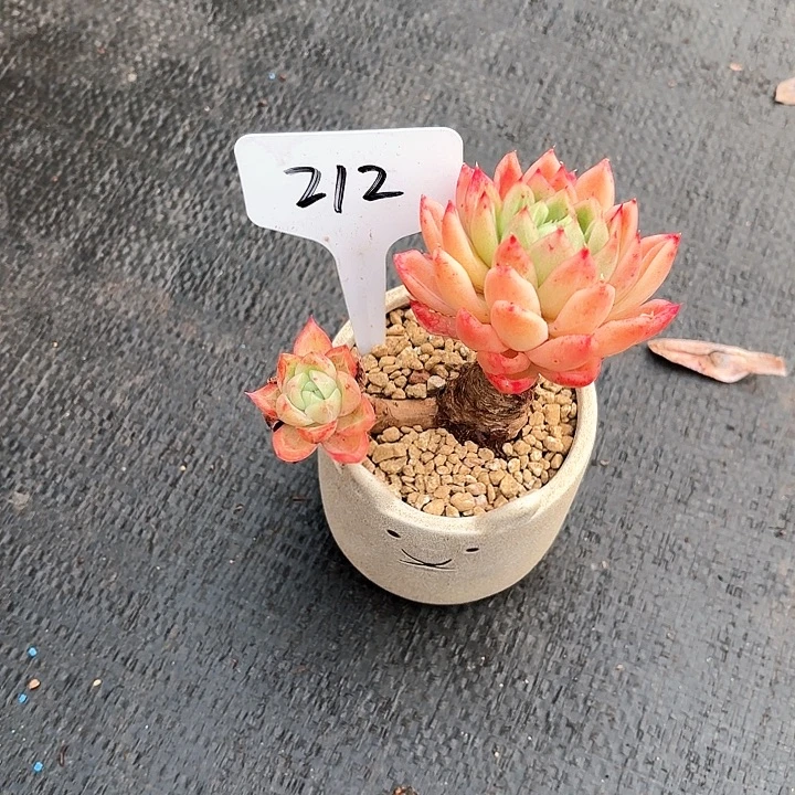 丽***多肉植物，东云212号
