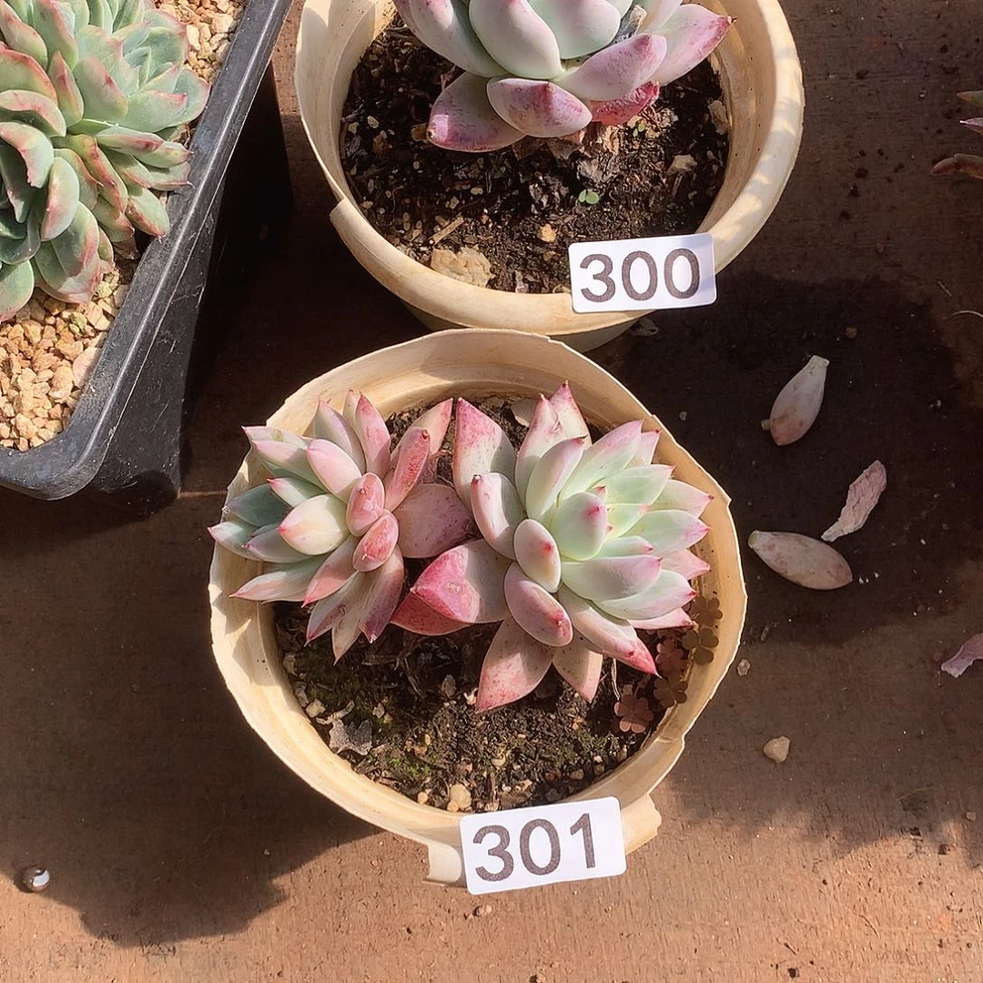 300-301两颗 一物一拍多肉