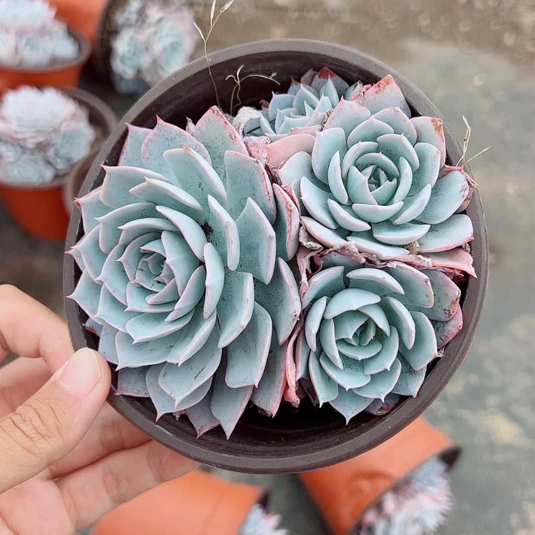 蓝石莲大单头带仔精品