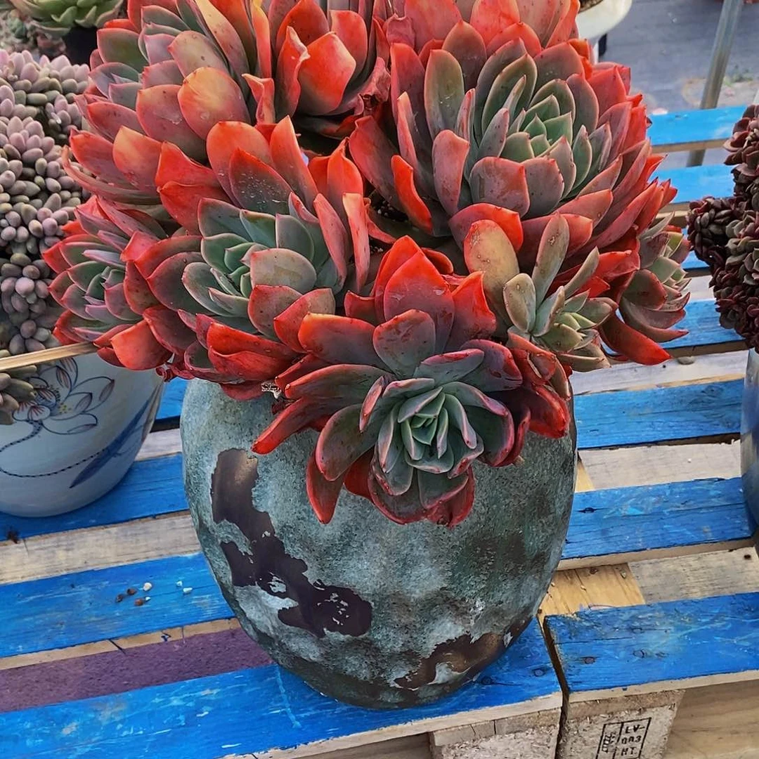 梅*绮罗仙子多肉带盆物流自理