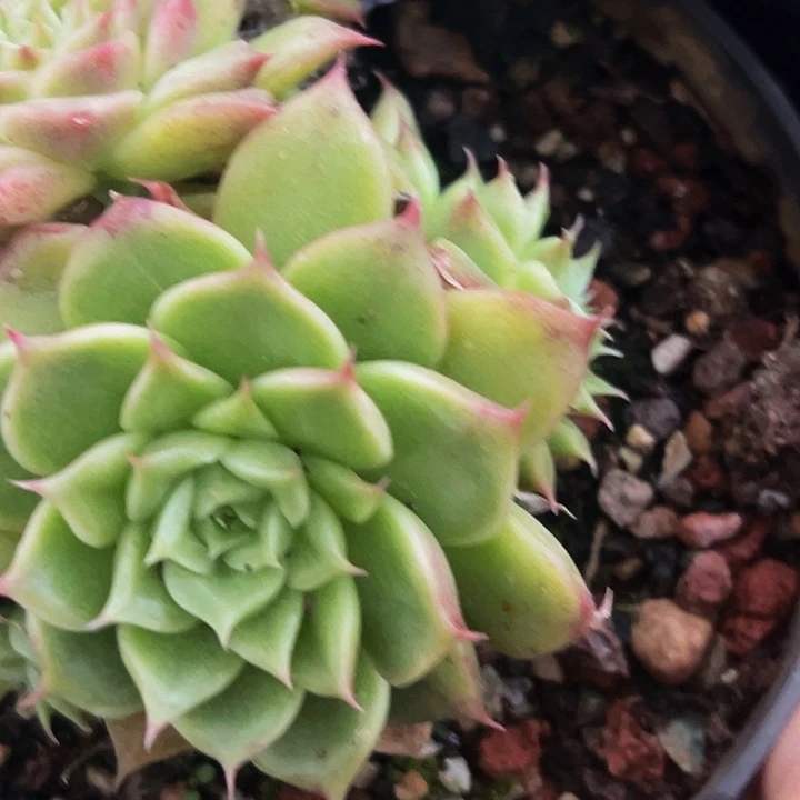 1颗美人系列多肉植物