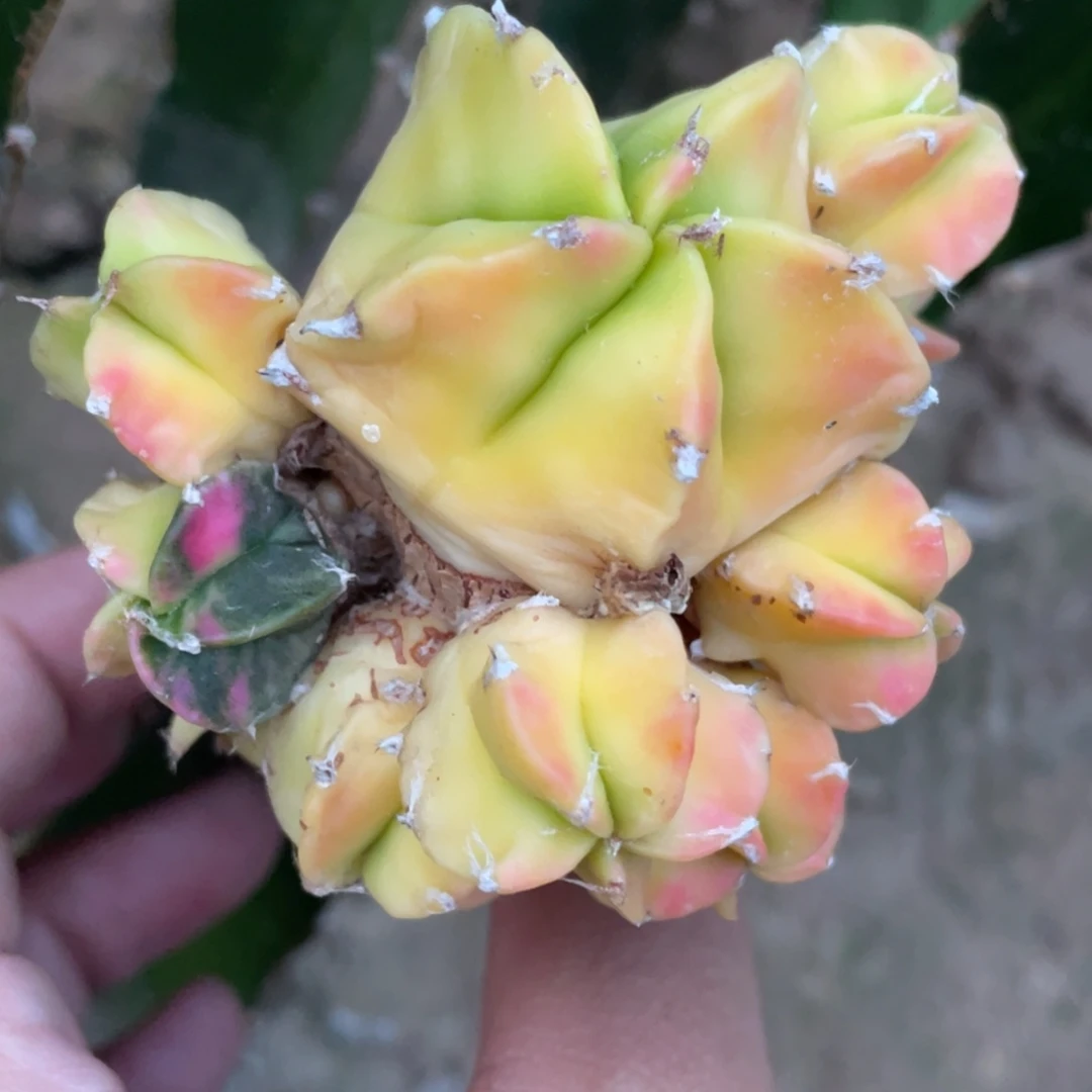 全部花朵鸾凤玉锦群体 仙人球