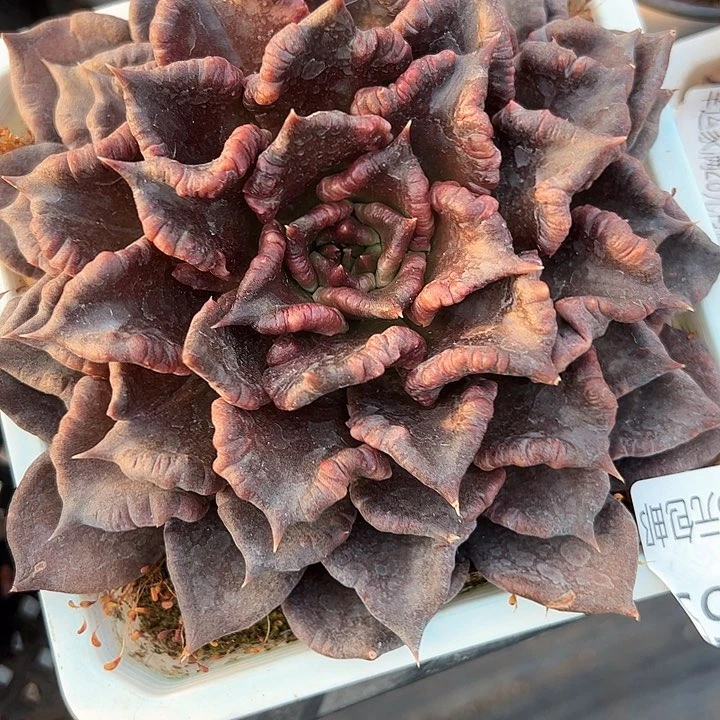 幸运的是我的朋友们都