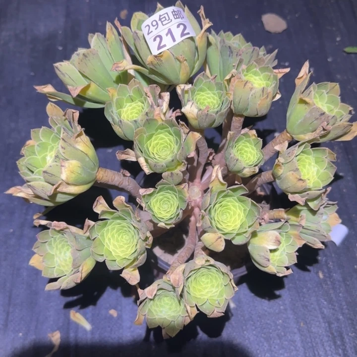 魅灵玫瑰……多肉植物的