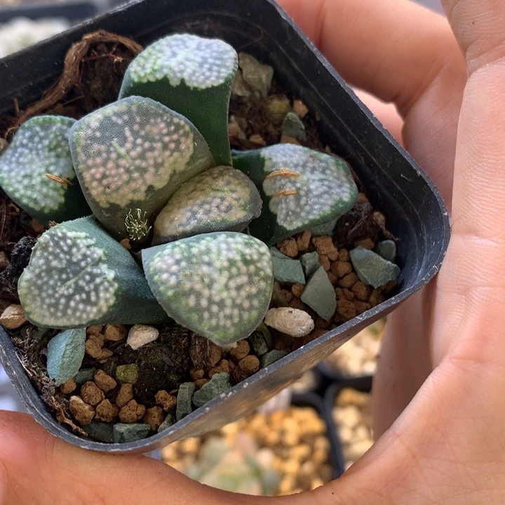 点点寿ton k l l lo tu z