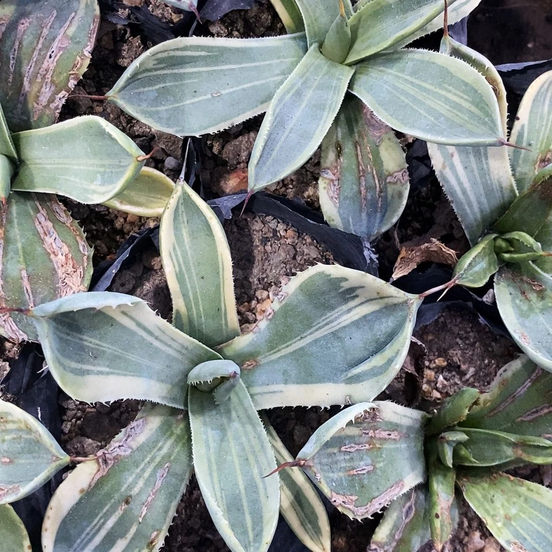 娃娃了小苗冠幅8-10公分左右