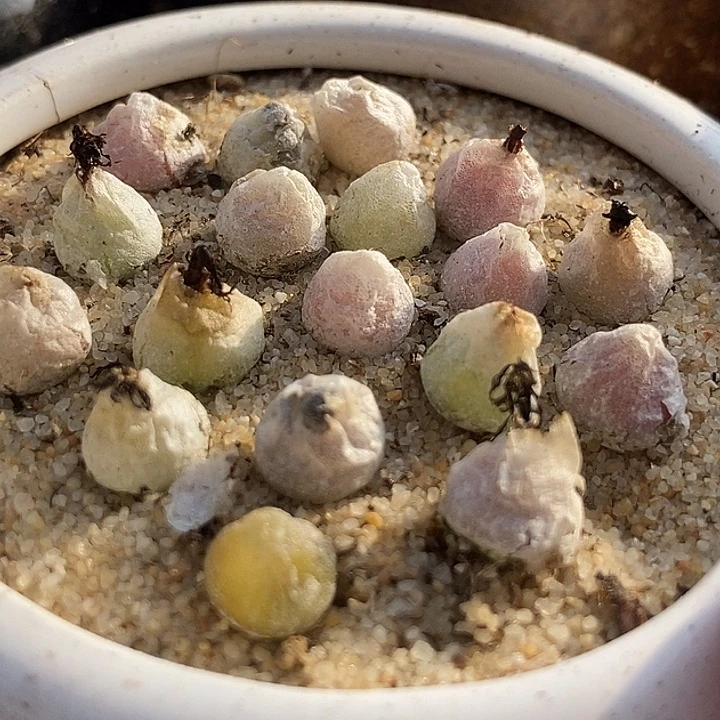 哈默灯泡一颗    0.7厘米