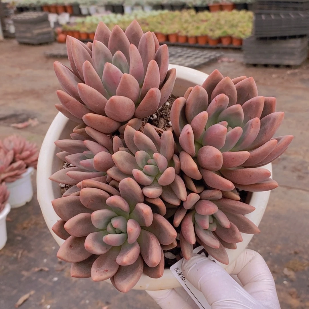 504桃花源一物一拍