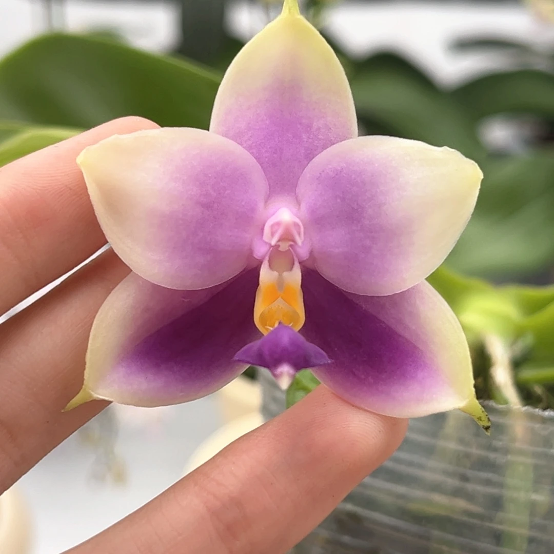 完全开放2.8寸莎美娜开花株