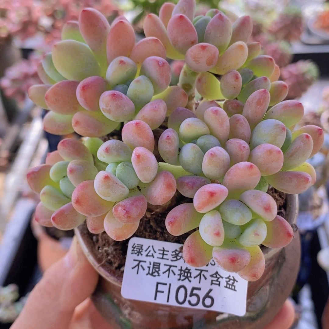 樱花罗琦老桩10cm1056多肉