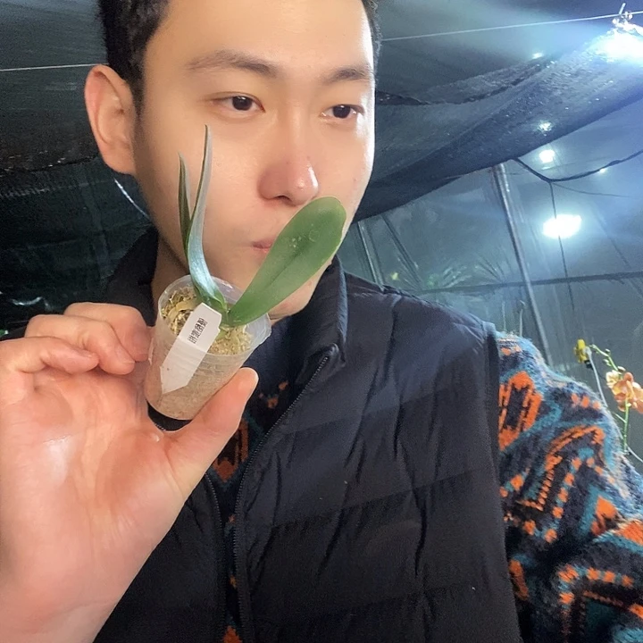 无花朵蜜柑蝴蝶兰