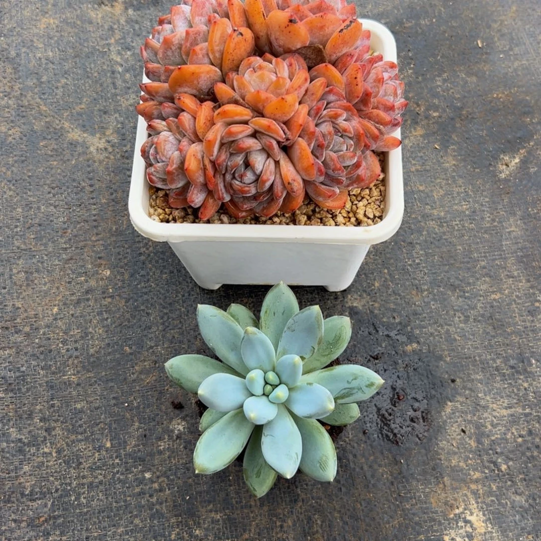 抬***笑橙子群生多肉植物