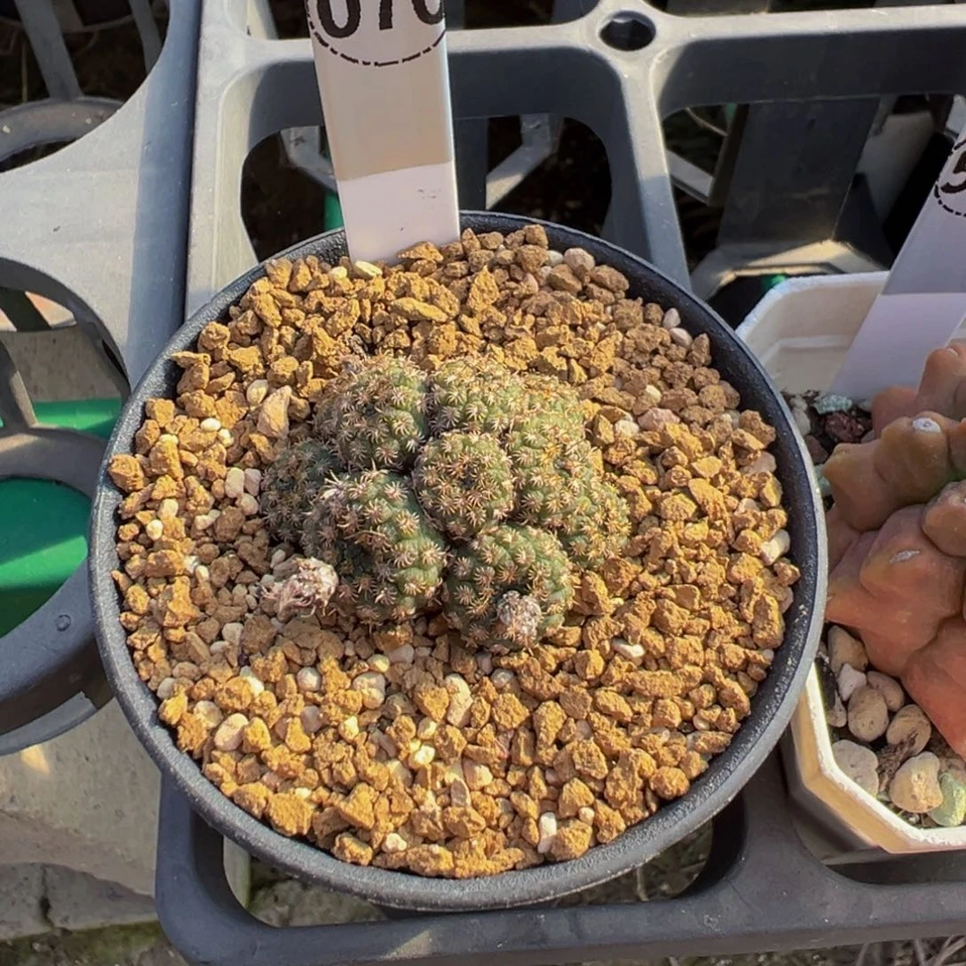 碎****070实生根士童群多肉植物带盆土