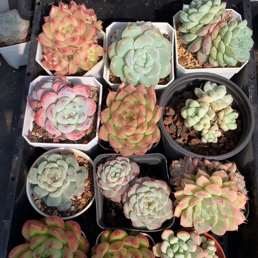 1126-48 套餐一组