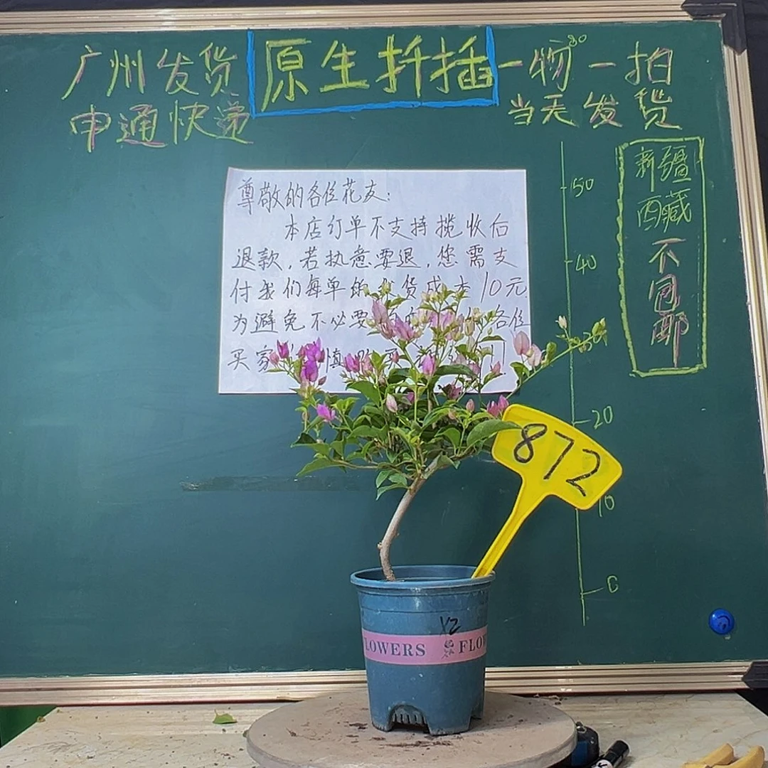 当前无花栽培后可以开花造型 雪紫872