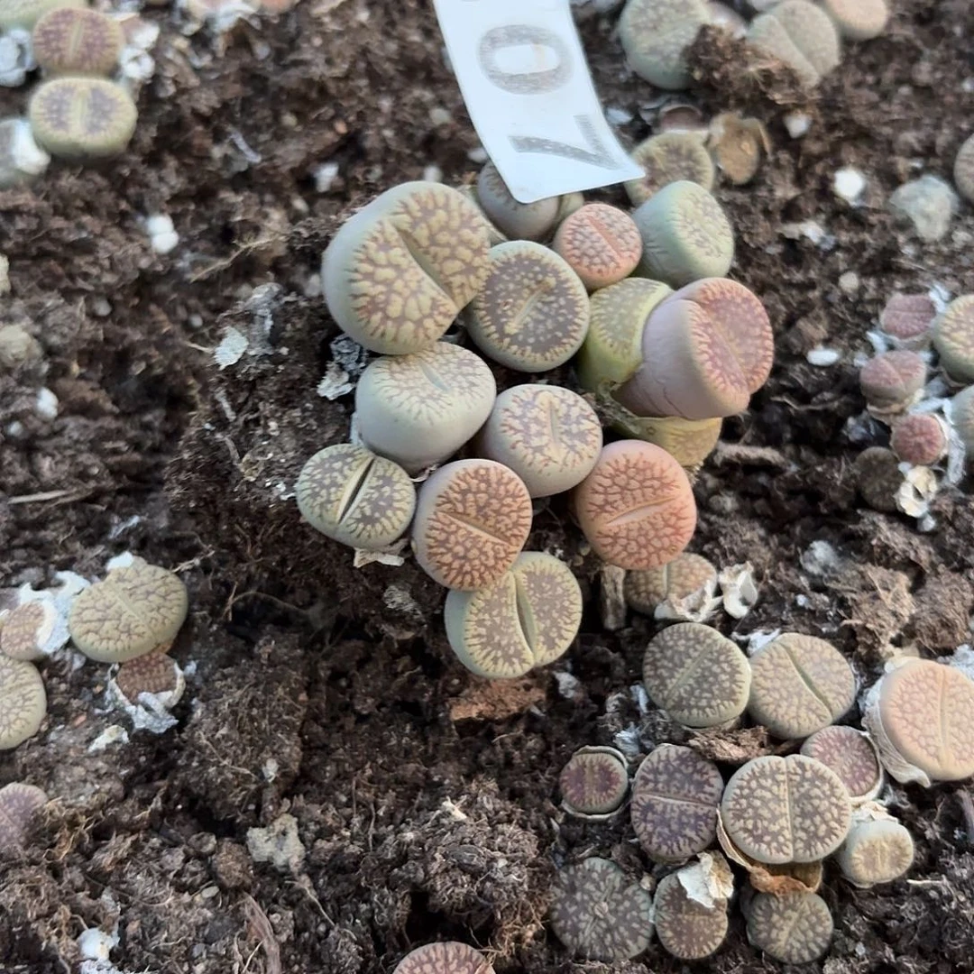 生石花一物一拍207