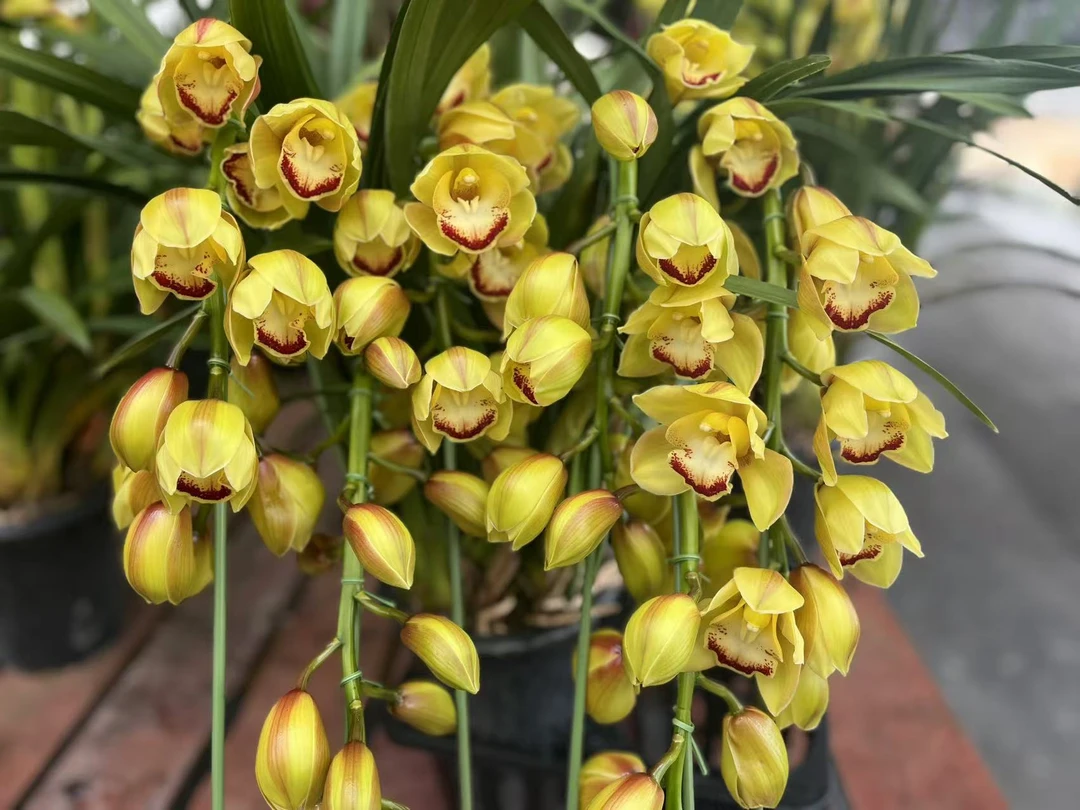 [黄金富贵拱兰]大花蕙兰年宵花必备漂亮好养