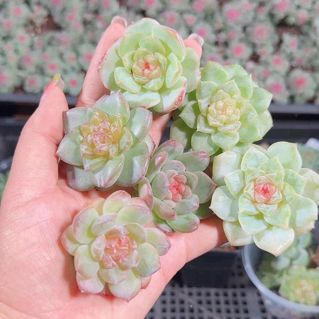 0925---174糖心珍妮