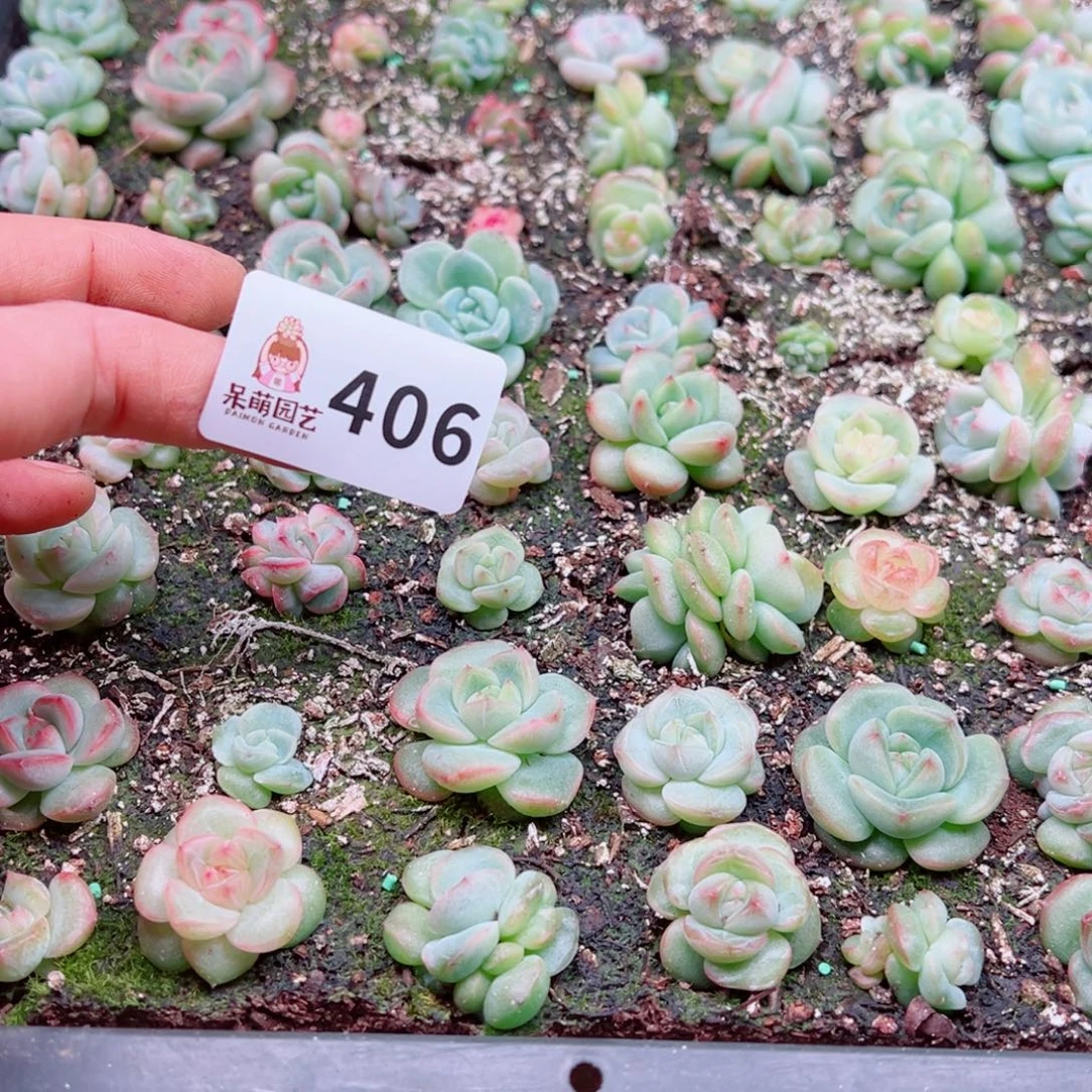 荷***4多肉植物多肉植物