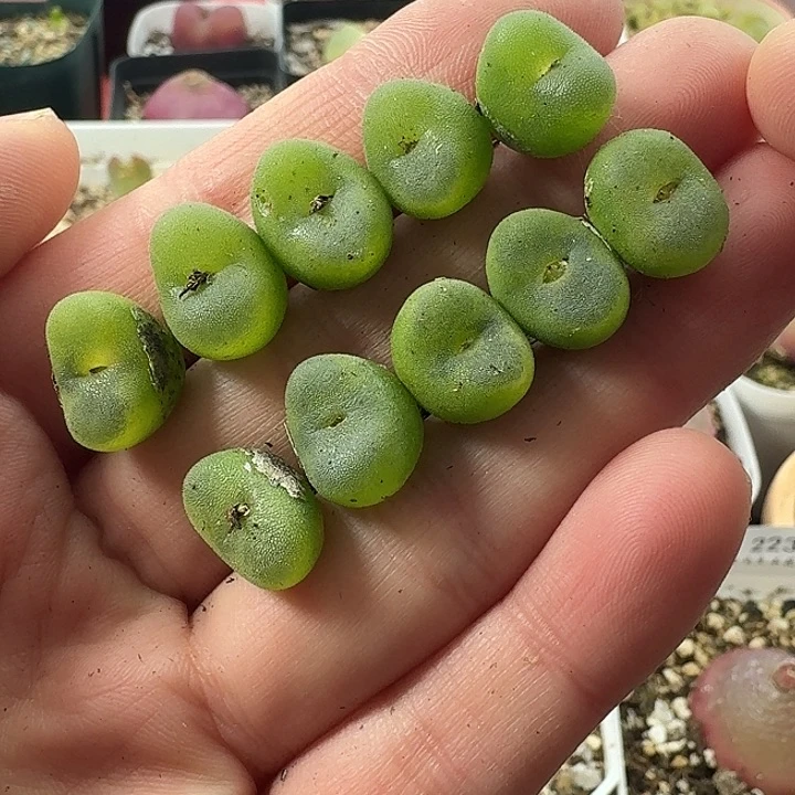 老马生石花水晶，2242鞋