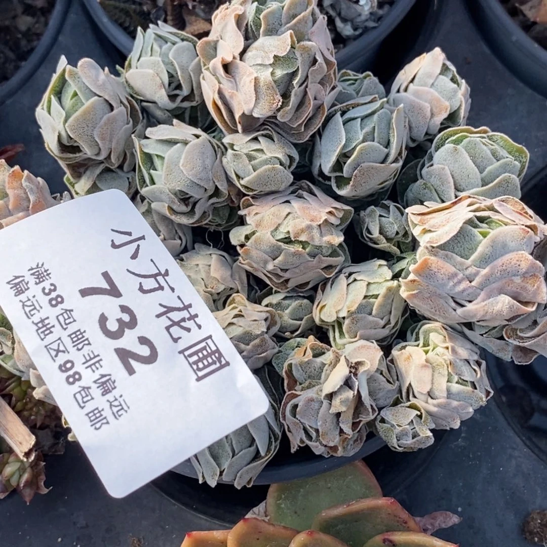 火****吧732清锁龙叔群生带根