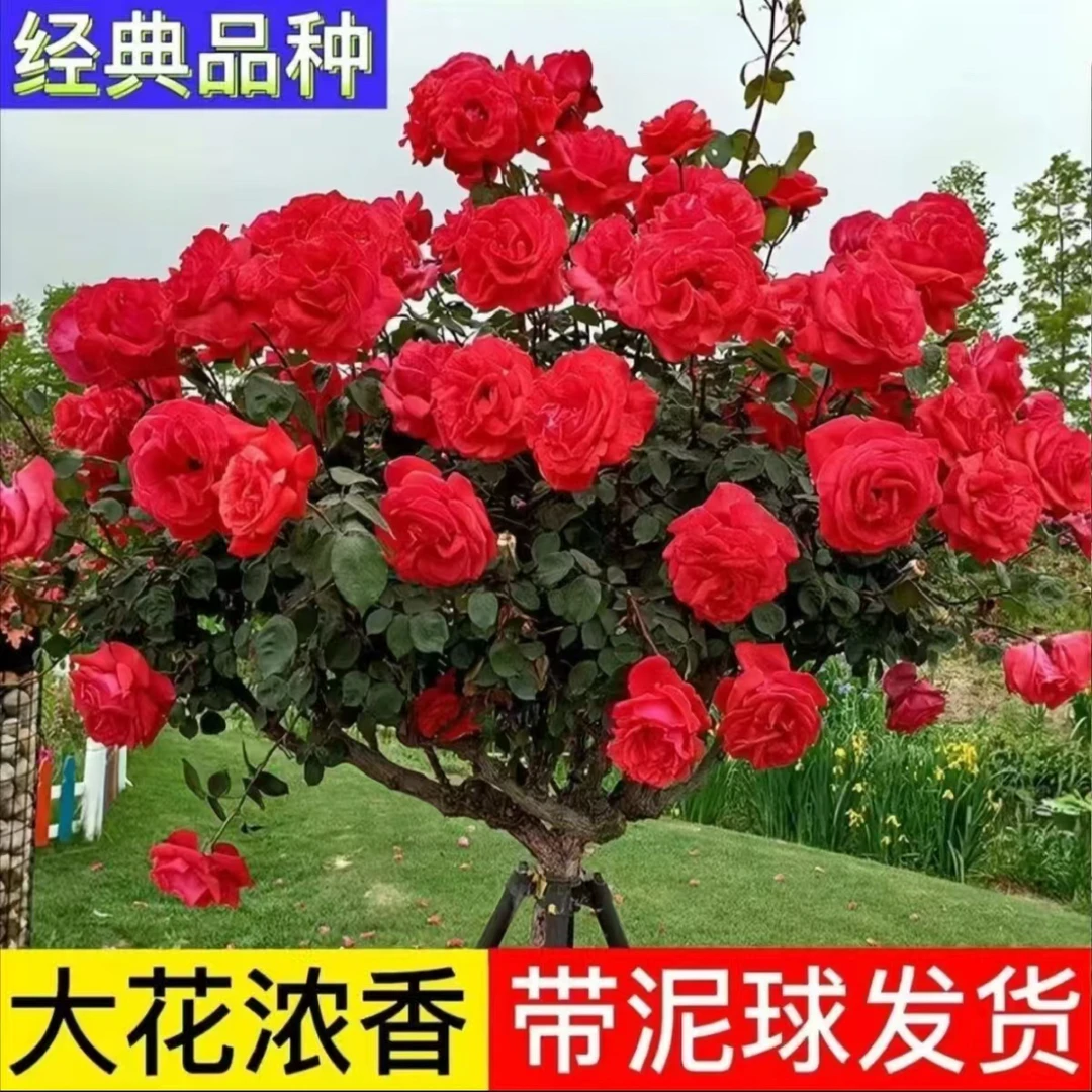 4公分国月老桩树桩月季国月大花花卉浓香多季开花棒棒糖大花月季