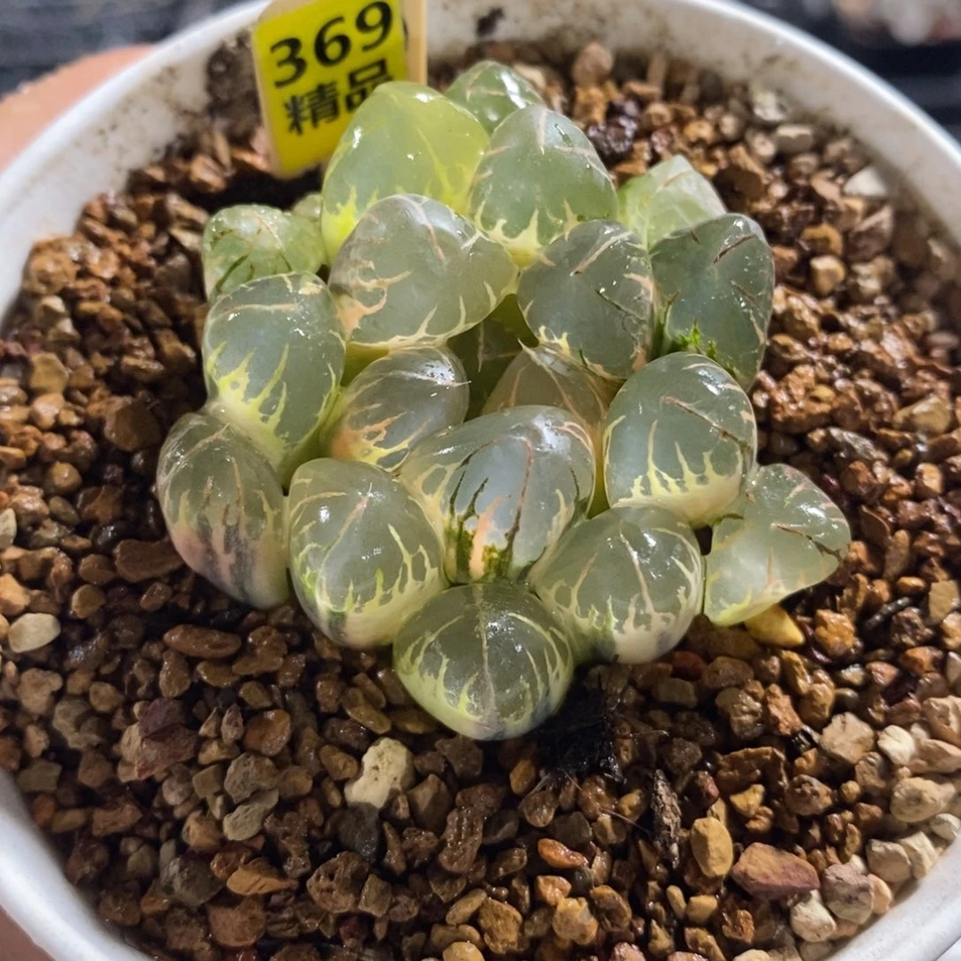 369玉露十二卷多肉植物